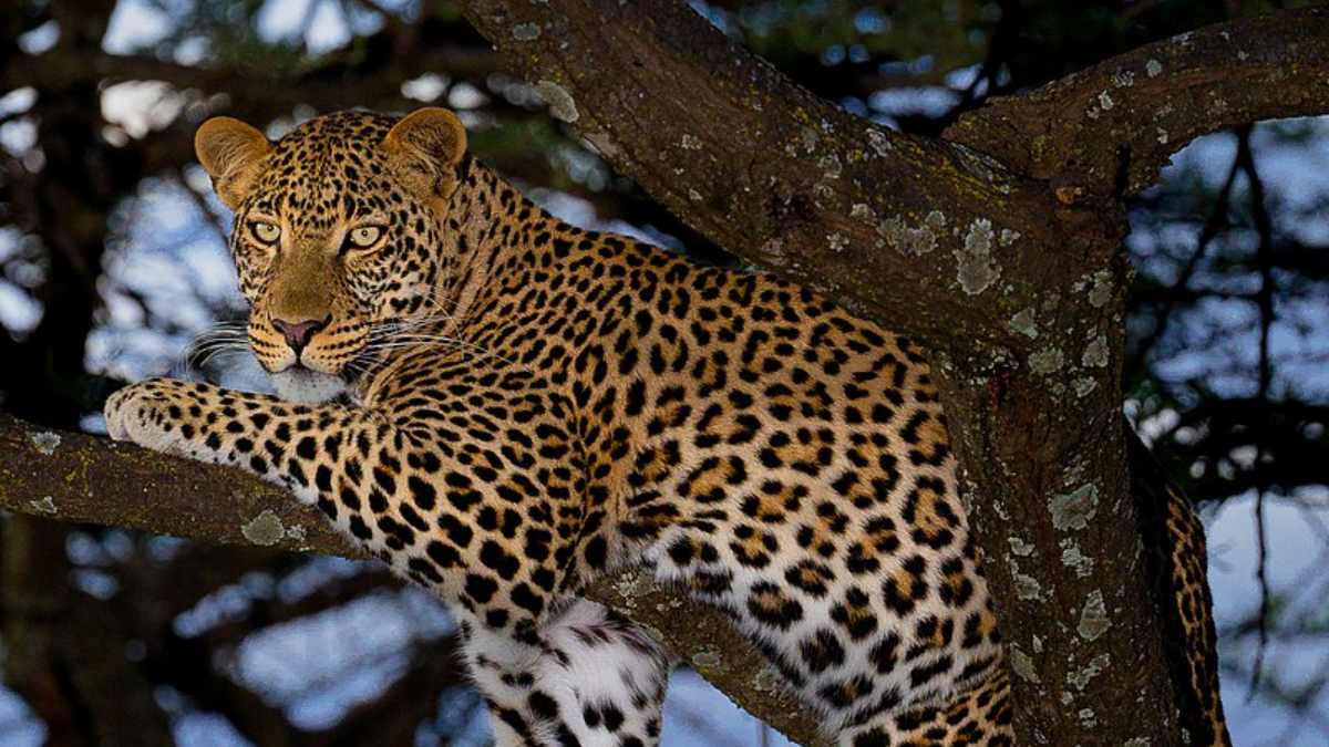 Leopard trapped in Andhra Pradesh district rescued after tense 24-hour operation by forest officials and wildlife experts.